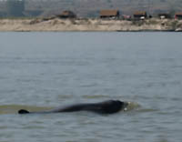dauphins irrawaddy