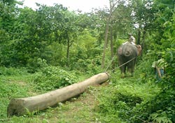 elephant foret myanmar teck