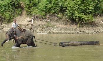 elephant rivière teck birmanie