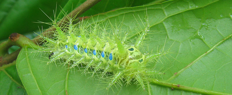 Nice green and blue poisonous caterpillar- jungle