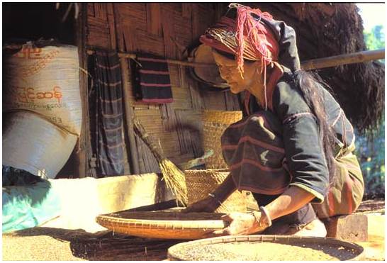 femme triant du riz au Myanmar