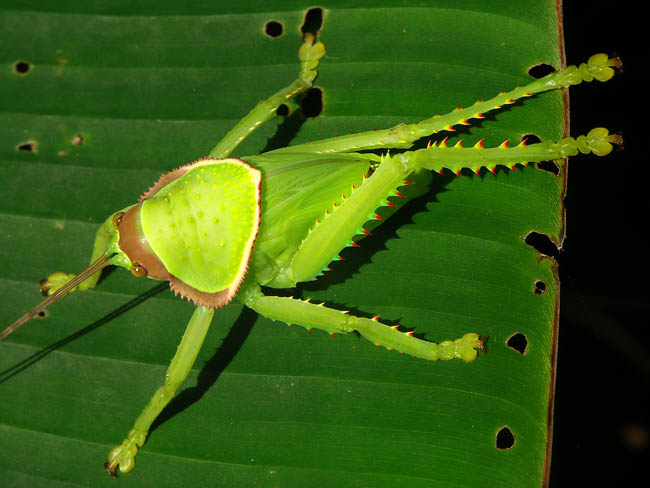 insecte myanmar