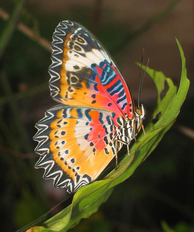 papillon myanmar taungoo