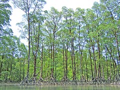 mangrove ile mergui birmanie